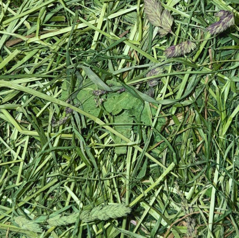 Bio-Frühlingsheu im Karton