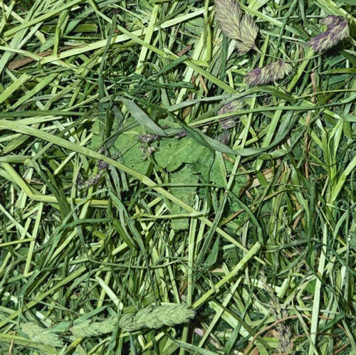 Bio-Frühlingsheu im Karton